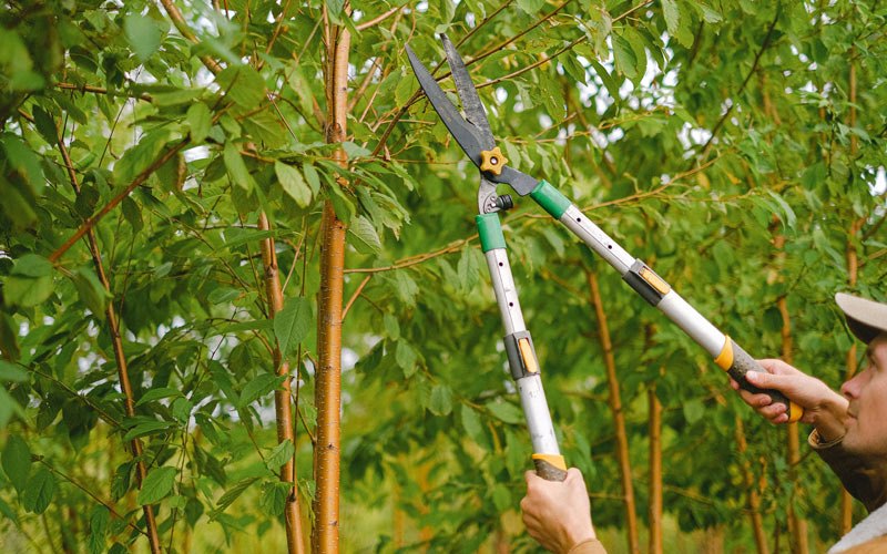 Tree trimming in Barronett, WI