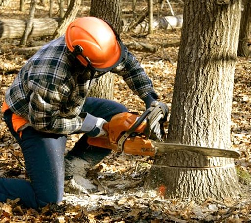 Tree Removal in Barronett, WI